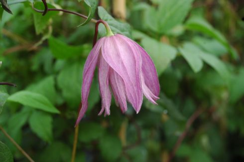Clematis 'Cragside'